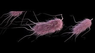 Escherichia coli Infección urinaria [upl. by Hairej168]