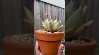 Echeveria Agavoides Sirius succulent echeveria agavoides echeveriaagavoides echeverias garden [upl. by Aeikan]