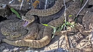 Webcam monitors hundreds of rattlesnakes at a Colorado mega den for citizen science [upl. by Chantalle68]