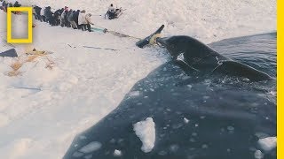 Experience a Traditional Whale Hunt in Northern Alaska  Short Film Showcase [upl. by Aicilaanna58]