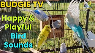 Budgie TV  Happy Active Playful Budgie Sounds Help your bird sing [upl. by Nehcterg995]