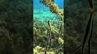 longfinbatfishplataxteiramoroniformesephippidaeactinopterygiivideographymoalboalcebu🇵🇭 [upl. by Maxey]