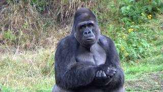 Apenheul Bongos Bonde Gorillas [upl. by Landers]