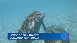 Manatíes se encuentran en peligro grave de extinción en Guatemala [upl. by Loise]