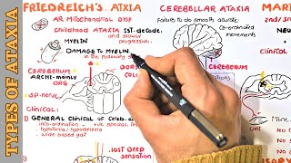 Cerebellar Ataxia  Friedreich ataxia  Maries ataxia  and Sensory ataxia [upl. by Nwahsav849]