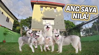 Husky Family visits OWN DOG PARK [upl. by Esilegna]