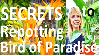 Tropical Gardens UK Secrets to Repotting Strelitzia reginae Bird of Paradise Flower make it Bloom [upl. by Neillij]