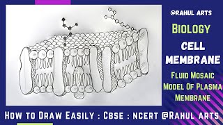 How to Draw Cell Membrane  Fluid mosaic Model Of Plasma Membrane in easy steps  Ncert CBSE Biology [upl. by Arrik855]