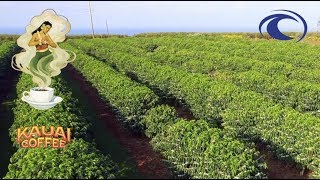 Harvest Vision Computer Vision AI  Kauai Coffee amp Oceanit [upl. by Dorlisa]