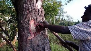 How to Make Neem Infusion  வேப்பம்பட்டை கசாயம்  Village Faring and Cooking [upl. by Sosthenna341]