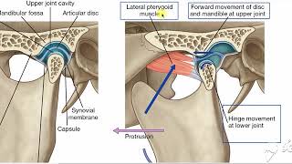 Temporomandibular joint 2 [upl. by Pitts]