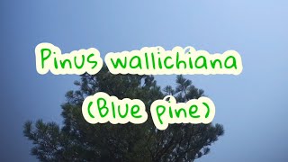 Pinus wallichiana Himalayan pineBlue pine Bhutan pine [upl. by Alyhs]