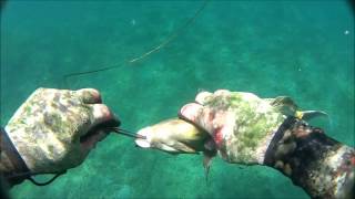 13ft Tiger Shark at Haleiwa Oahu 6912 [upl. by Idram]