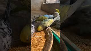 Budgies birds colony [upl. by Ive812]