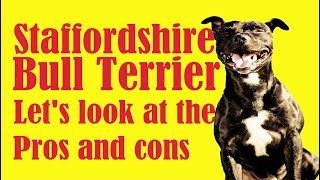 Five reasons why the Staffordshire Bull Terrier does not suit you [upl. by Snyder]