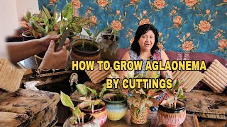 AGLAONEMA PLANT PROPAGATION  How to Grow Aglaonema Plant by Cuttings  Fun Gardening [upl. by Carolus493]