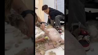 Very aggressive dog grooming😍 pets groomed catcare funny cats grooming animals [upl. by Ambrosane754]