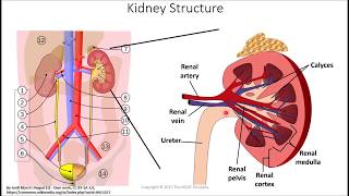 MCAT Prep Renal Physiology Part I Basic Renal Processes [upl. by Rehotsirk]