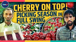 Kashmir Cherry Season From Avval To Mishry Varieties amp High Expectations For Growers [upl. by Jeffry]