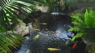 Can I grow plants in my pond [upl. by Liv]