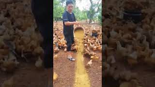 The soil is coarse Chickens should be fed on the ground occasionally [upl. by Rebm]