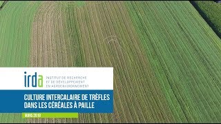 VIDÉO  Culture intercalaire de trèfles dans les céréales à pailles  IRDA [upl. by Akeemat836]