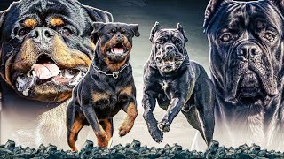 THE BEST BREED FOR FIRST TIME OWNERS ROTTWEILER OR CANE CORSO [upl. by Ardnuaed454]