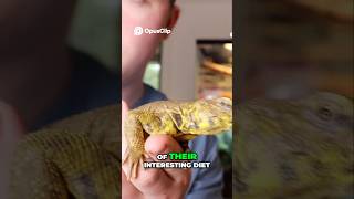 Uromastyx are the best first pet reptile in my opinion [upl. by Howie]