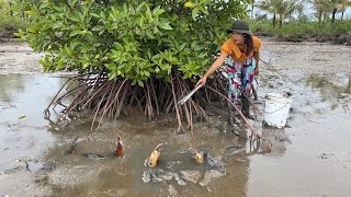 Catch Huge Mud Crabs at Swamp after Water Low Tide  Catch A Lof Of Mud Crabs [upl. by Dougall821]