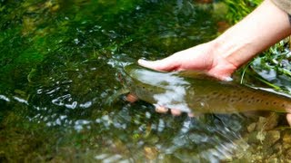 Fly Fishing UK Chalk Streams  The River Avon  Wilderness TV [upl. by Egap]