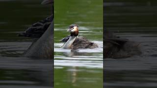 Familie on Tour Haubentaucher mit 3JUNGE bird naturelovers wildlife birdlovers wildlife [upl. by Uoliram256]