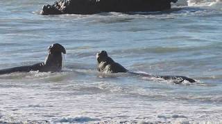 Elephant seal battle [upl. by Enimsaj491]