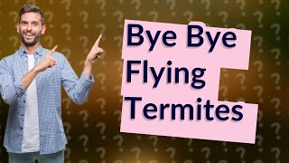 How do you get rid of flying termites [upl. by Ahsemad]