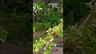 SPEARMINT GROWING IN MY PALLET WOOD VERTICAL HERB BED [upl. by Eojyllib]