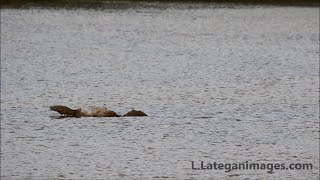 Huge catfish narrowly escapes a Bull Shark attack [upl. by Aicylla]