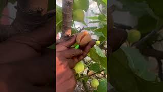 Fruit plant that eat insect in my garden shorts anjrural [upl. by Reemas]