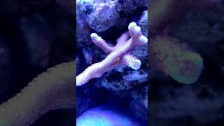 Montipora digitata time lapse [upl. by Wiebmer]