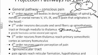 General Somatosensory and Pain Pathwayswmv [upl. by Neellok]