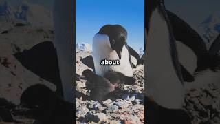 Penguins 🐧 in Paradise penguin trending subscribe paradise ice beautiful ai aigenerated [upl. by Akselaw106]