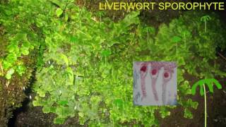 LIVERWORT LIFE CYCLE IMAGES [upl. by Oiracam351]