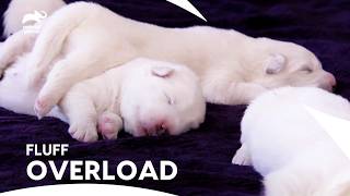 SnowWhite Samoyed Puppies Journey From Newborn To 10 Weeks Old  Too Cute  Animal Planet [upl. by Euton896]