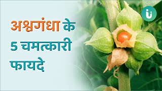 अश्वगंधा के 5 चमत्कारी फायदे  5 Proven Health Benefits of Ashwagandha [upl. by Hareenum601]