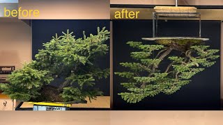 Restyling bonsai Picea Abies yamadori 🍁🌲🍀 [upl. by Ecneps759]