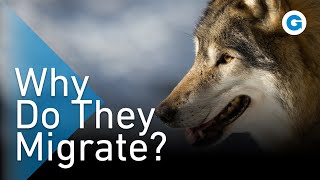 We Went Wandering With the Wolves  Extra Long Wildlife Documentary [upl. by Kurth]