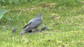 Sparrowhawk kills blackbird [upl. by Aicre]