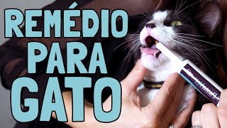 Como Dar Remédio Pra Gato Substituto para Comprimido ou Medicação Líquida [upl. by Orapma]