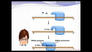 DNA Replication Copying the Molecule of Life [upl. by Haianeb]