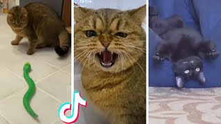 Funny amp Cute Cats Compilation TikTok shorts 😻 [upl. by Upton306]