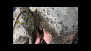 Gold Panning Northern Californias Motherlode Found a lot of good Gold Hiked my tail off to find [upl. by Aremus406]