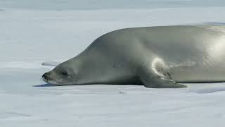 Crabeater Seal in Antarctica [upl. by Nerek]